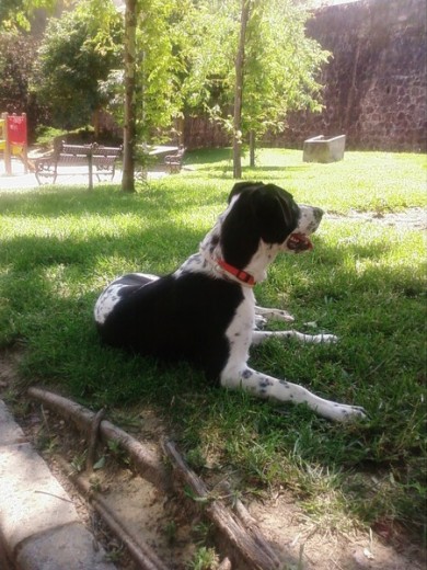 (6 meses) Descansando en el parque después de jugar